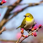 Birdonthewire